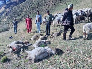 चट्याङले बाजुरामा पशुको ठूलो क्षति
